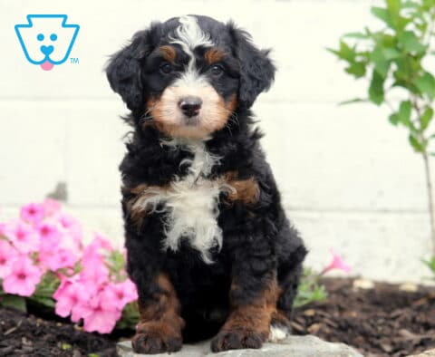 Champ Mini Bernedoodle