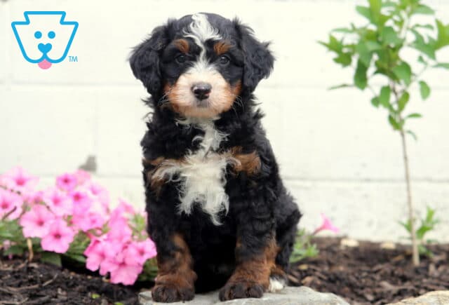 Champ Mini Bernedoodle image