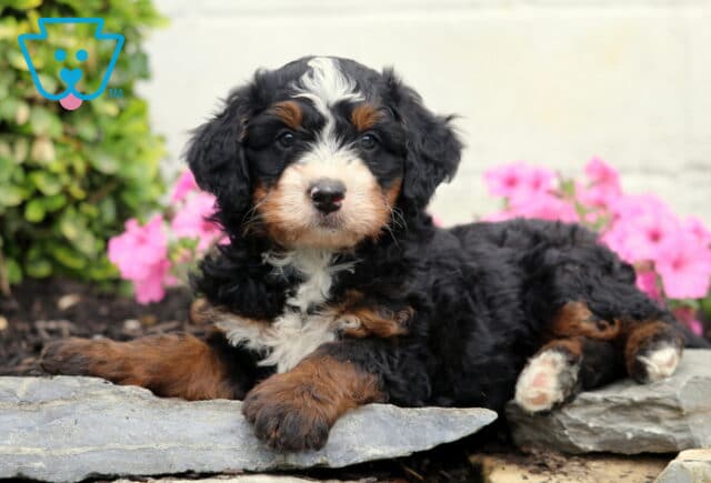 Champ Mini Bernedoodle2 image