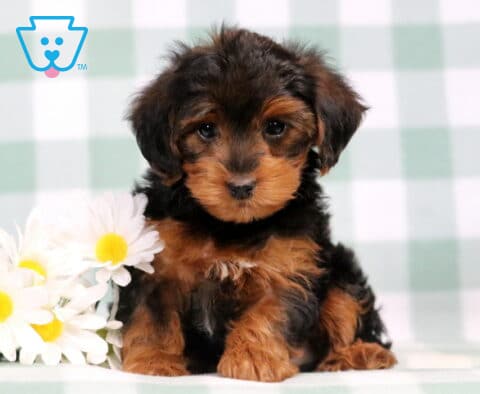 Chanel Yorkiepoo