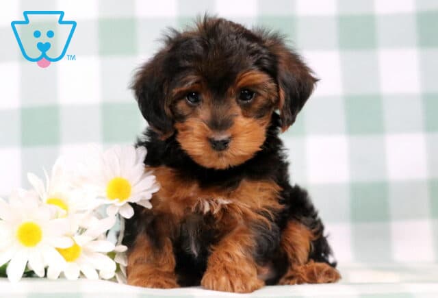 Chanel Yorkiepoo image