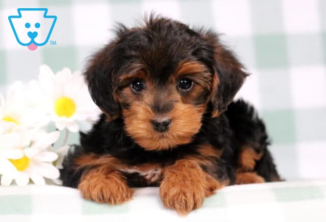 Chanel Yorkiepoo2 image