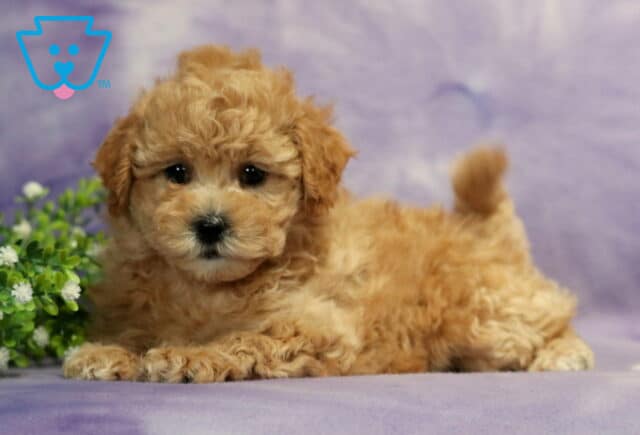 Charity Bichpoo image