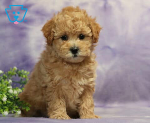 Charity Bichpoo2