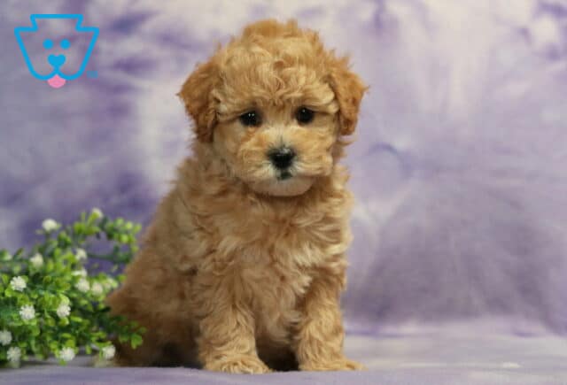 Charity Bichpoo2 image