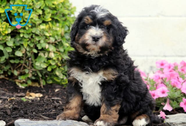 Charlie Mini Bernedoodle image