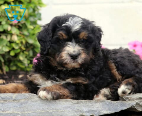 Charlie Mini Bernedoodle2
