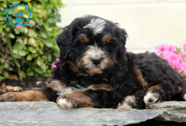 Charlie Mini Bernedoodle2 image