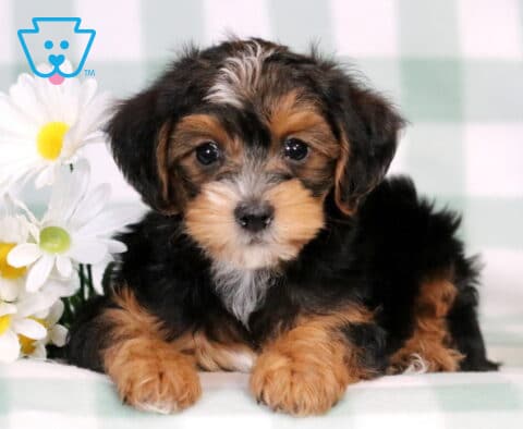 Charlie Yorkiepoo