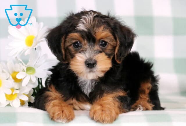 Charlie Yorkiepoo image