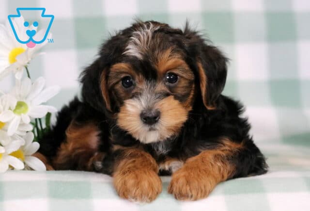 Charlie Yorkiepoo2 image