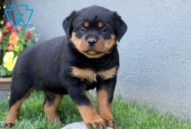 Charm Rottie image