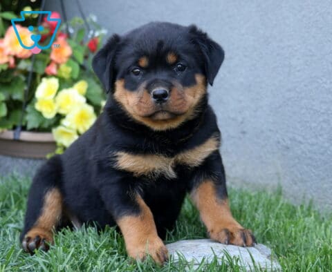 Charm Rottie2