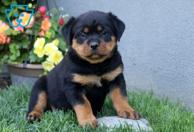 Charm Rottie2 image