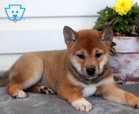 Charm Shiba Inu
