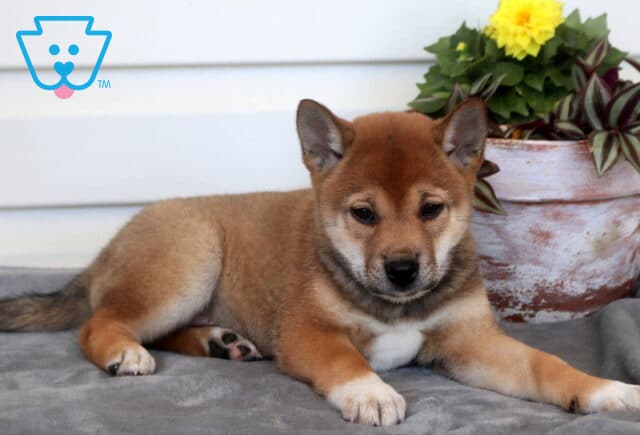 Charm Shiba Inu image