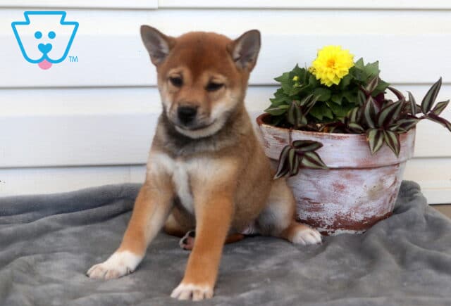 Charm Shiba Inu2 image