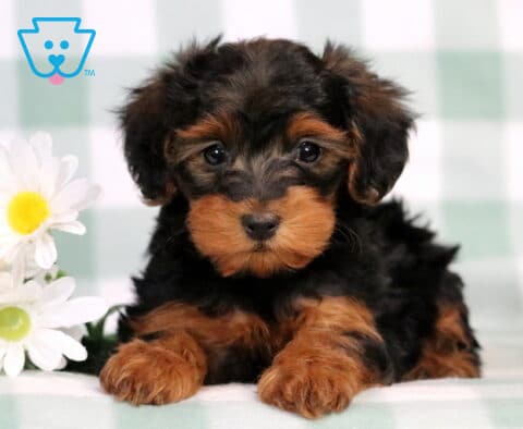 Charm Yorkiepoo