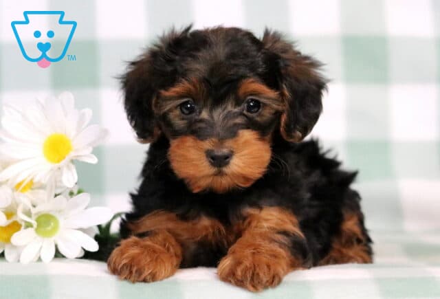 Charm Yorkiepoo image