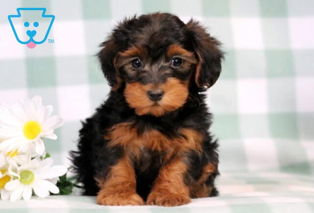 Charm Yorkiepoo2 image