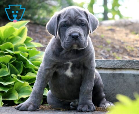 Blue Cane Corso puppy with a white chest patch sitting outdoors beside lush green plants and stone landscaping