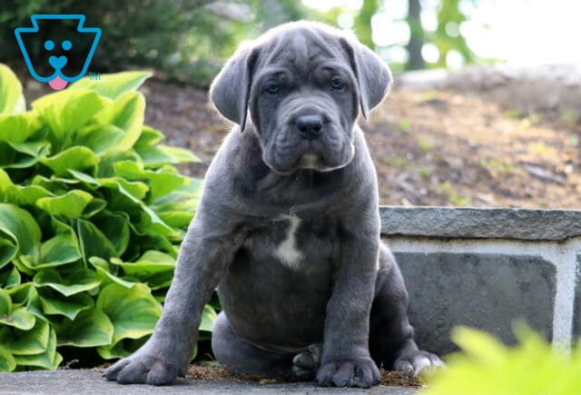 Blue Cane Corso puppy with a white chest patch sitting outdoors beside lush green plants and stone landscaping image