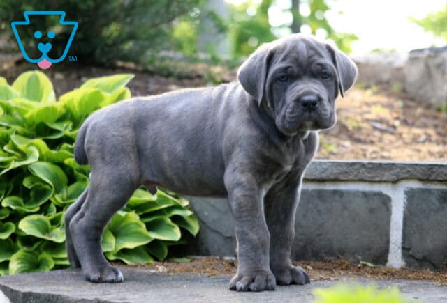 Stocky blue Cane Corso puppy standing outdoors near stone edging and vibrant green hosta plants image
