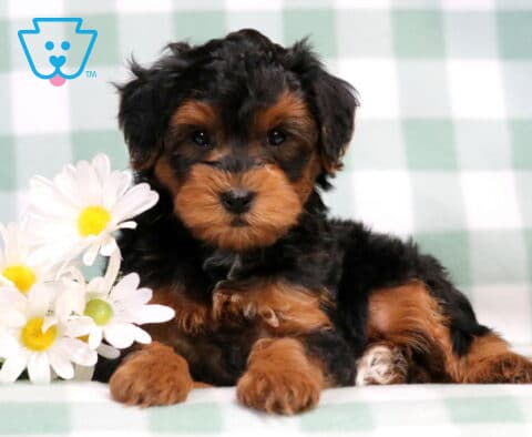 Chaz Yorkiepoo
