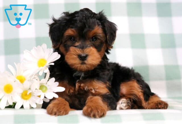 Chaz Yorkiepoo image