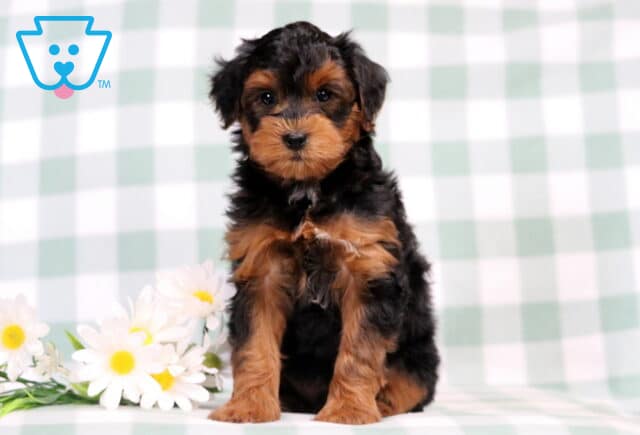 Chaz Yorkiepoo2 image