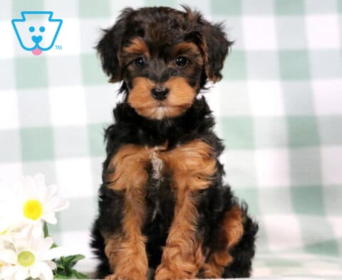 Checkers Yorkiepoo