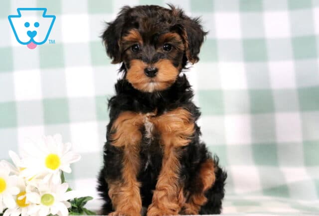 Checkers Yorkiepoo image