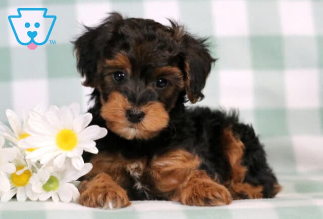 Checkers Yorkiepoo2 image