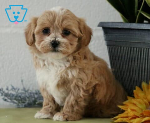 Cheerio Maltipoo