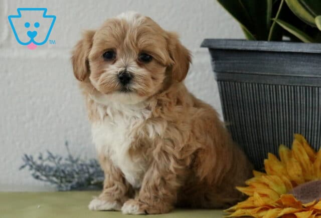 Cheerio Maltipoo image