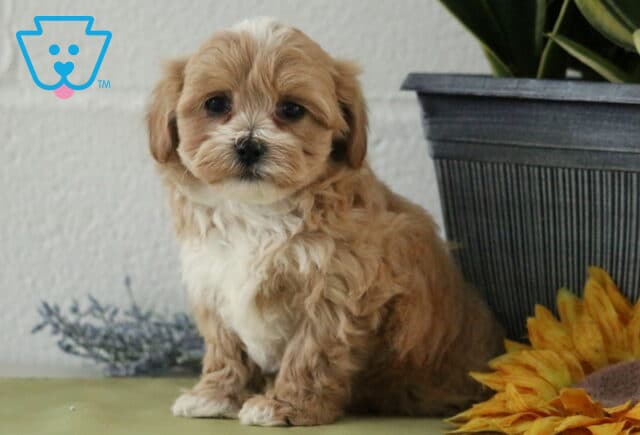 Cheerio Maltipoo2 image