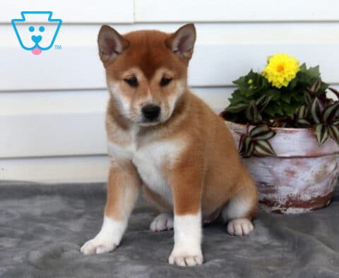 Cheerio Shiba Inu
