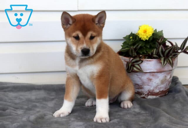Cheerio Shiba Inu image