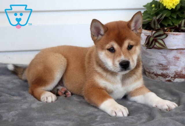 Cheerio Shiba Inu2 image