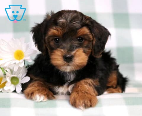 Cheerio Yorkiepoo