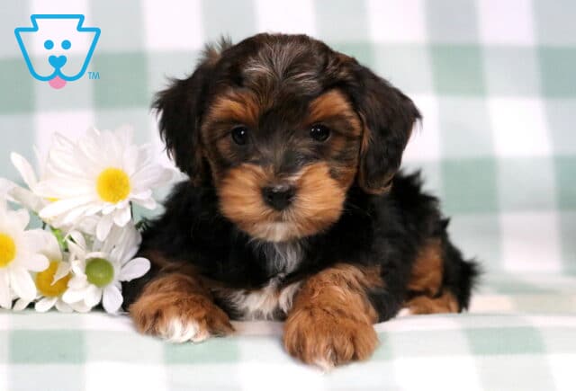 Cheerio Yorkiepoo image