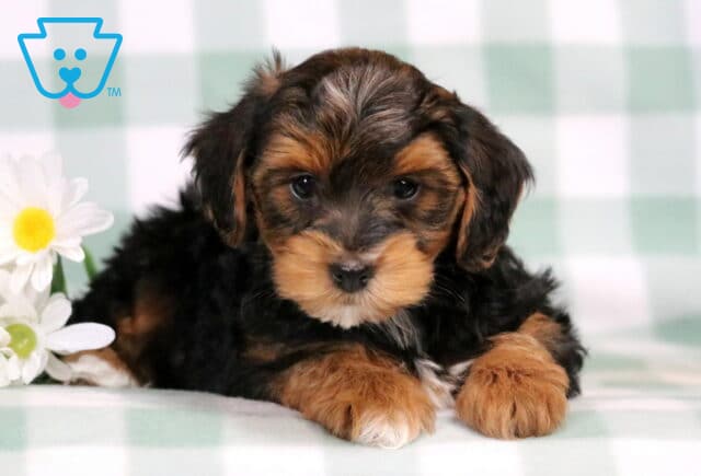 Cheerio Yorkiepoo2 image