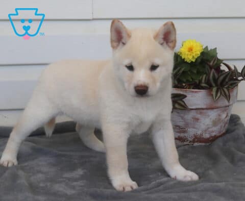 Chex Shiba Inu
