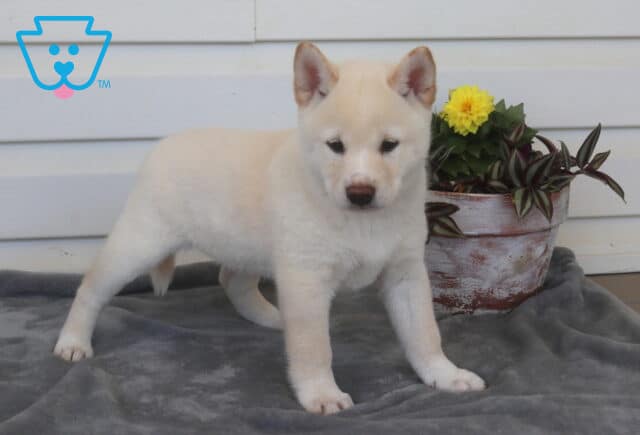 Chex Shiba Inu image