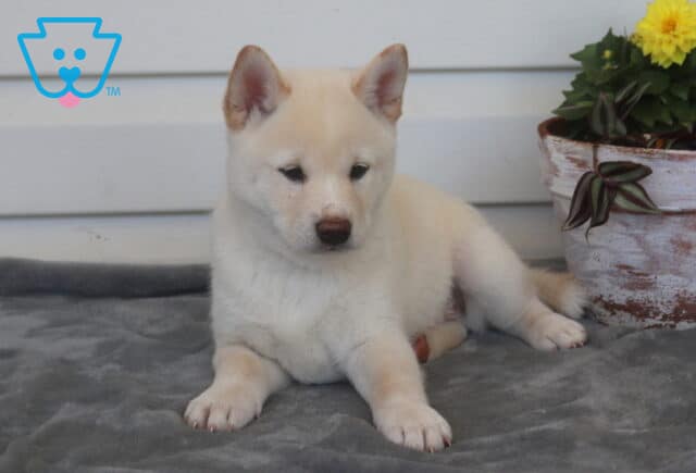 Chex Shiba Inu2 image