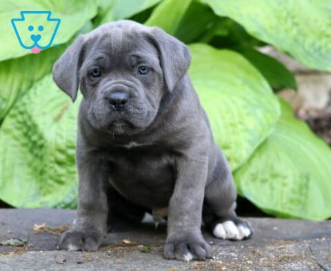 Blue Cane Corso puppy with white-tipped paws sitting in front of oversized green hosta leaves outdoors