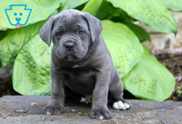 Blue Cane Corso puppy with white-tipped paws sitting in front of oversized green hosta leaves outdoors image