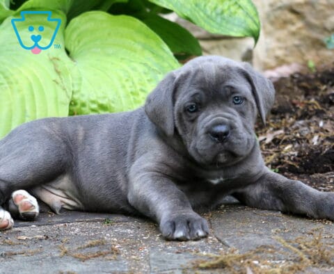 Gray Cane Corso puppy relaxing on a stone patio beside lush green hosta plants with white markings on back paws