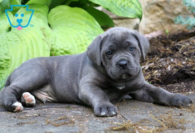 Gray Cane Corso puppy relaxing on a stone patio beside lush green hosta plants with white markings on back paws image