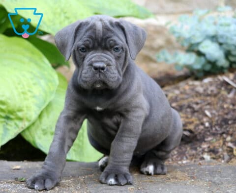 Stocky blue Cane Corso puppy posing outdoors near oversized hosta leaves with wrinkled face and white-tipped paws